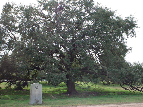 Dueling Oak-2011